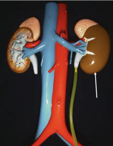 Urinary System Human Torso Urinary System Model Lab Exam 3