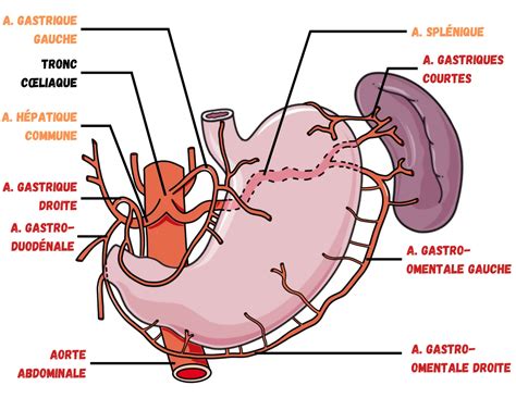 Syndrome De Dunbar Ou Ligament Arqu M Dian Slam