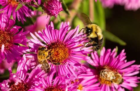 Welk Prijskaartje Hangt Er Aan Het Verlies Van Biodiversiteit Wur