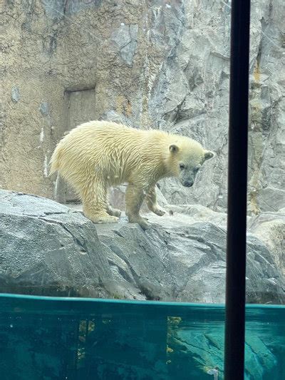 旭山動物園 ホッキョクグマスマイルホテル旭川のブログ 宿泊予約は＜じゃらん＞