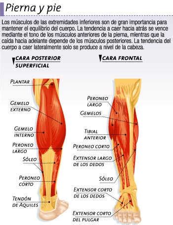 Músculos de la pierna y del pie Icarito