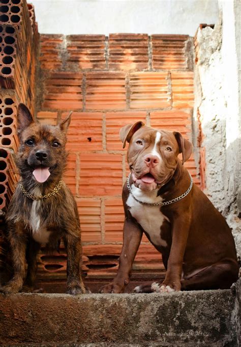 Pit Bull Mixes In The Uk Navigating The Complexities Of Breed Specific