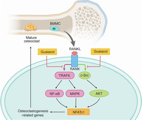 Mechanisms By Which Guaiacol Inhibits Osteoclast Differentiation And