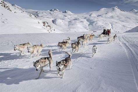 Multi Day Dog Sledding Tour Greenland Adventures