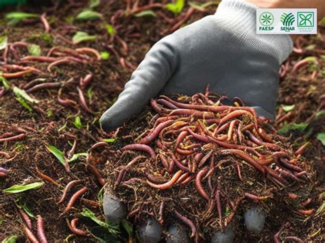 O Que É Minhocultura - Curso Minhocultura – Produção de Húmus - Hora Agro