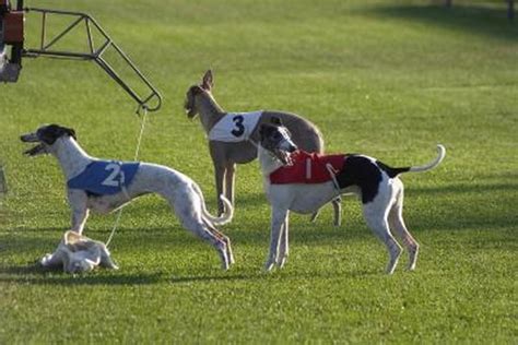 Training a Greyhound - Pets