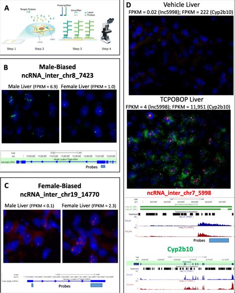 Smfish Analysis Of Sex Biased And Tcpobop Responsive Lncrnas A