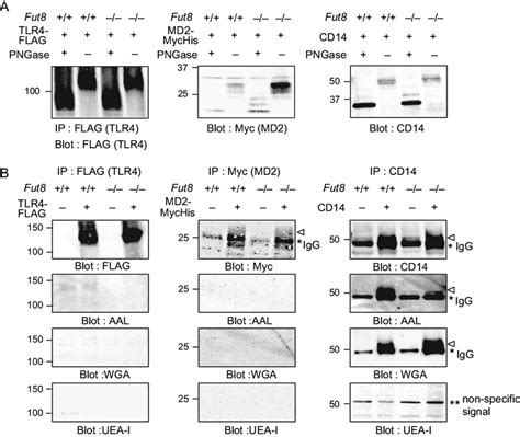 A Cell Lysates From FUT8 Or FUT8 HEK293T Cells Over Expressing