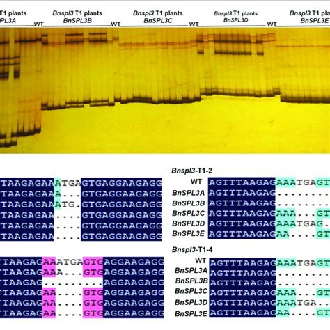 Target Site Design And Crisprcas9 Vector Construction A Schematic