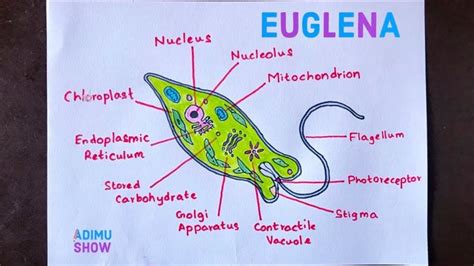 How To Draw Euglena Biology Diagrams Biology Art Science Diagrams