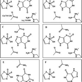 The Mechanism Of The Reductive Half Reaction Of Xanthine Oxidase