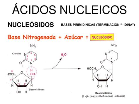 PPT UNIDAD 7 ÁCIDOS NUCLEICOS PowerPoint Presentation free download