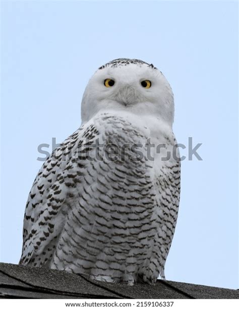 Vertical Close Up Cute White Owl Sitting Stock Photo 2159106337