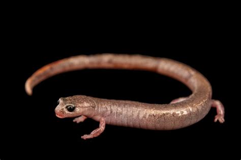 Ani112 00117 Joel Sartore