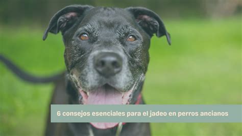 Consejos Esenciales Para El Jadeo En Perros Ancianos Silverwoof