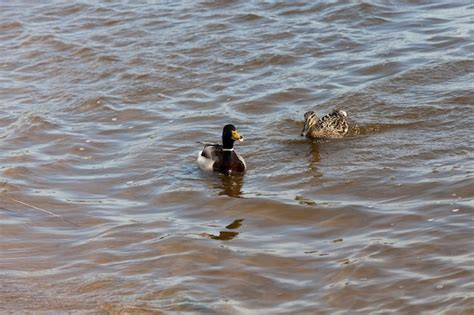 Patos Salvajes Flotando En El Lago Foto Premium