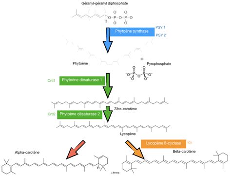 TP TD La carotte une plante domestiquée Sciences de la vie et de la