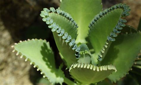 Kalanchoe Laetivirens Mother Of Thousands Plantlets Plants