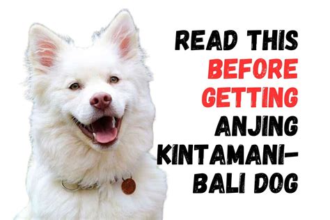 Kintamani Dog