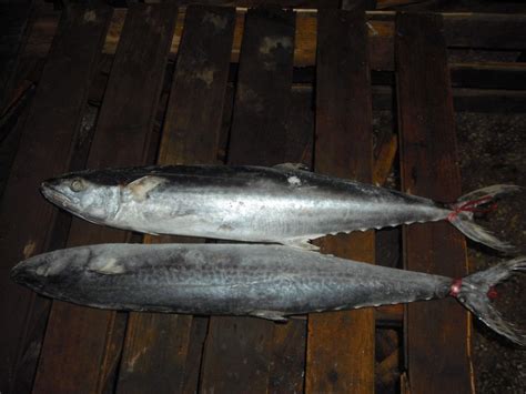 Ikan Tenggiri Frozen Spanish Mackerel China Price Supplier Food