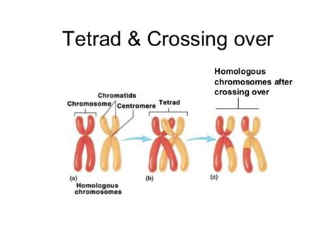 What Is A Tetrad For Meiosis | Images and Photos finder