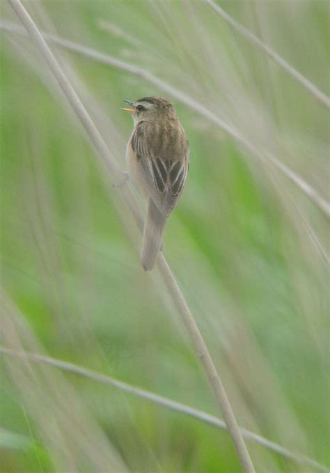 Sedge Warbler Acrocephalus Schoenobaenus Singing At Rspb Flickr