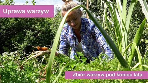 Zbiory Warzyw Pod Koniec Lata A Jak To Wygl Da U Was