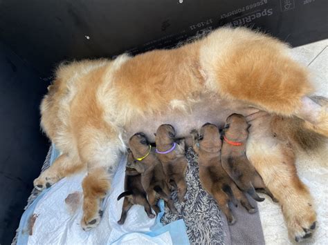 Should Puppies Nurse If the Mother Isn't Producing Enough Milk? - PetHelpful