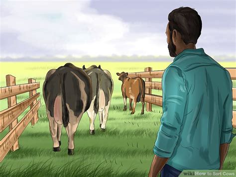 How To Sort Cows 11 Steps With Pictures Wikihow