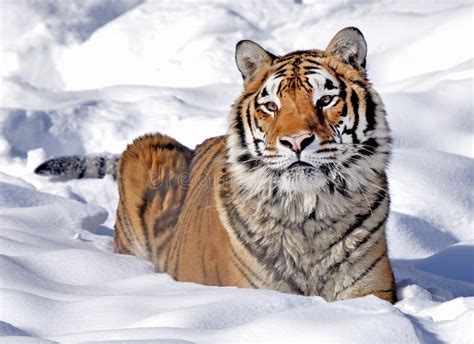 Bengal Tiger Laying in Snow Stock Image - Image of white, whiskers ...