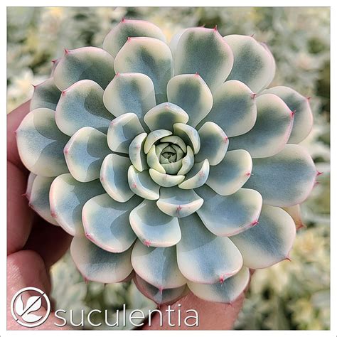 Echeveria Minima Variegata Suculentia Venta Online De Suculentas Y