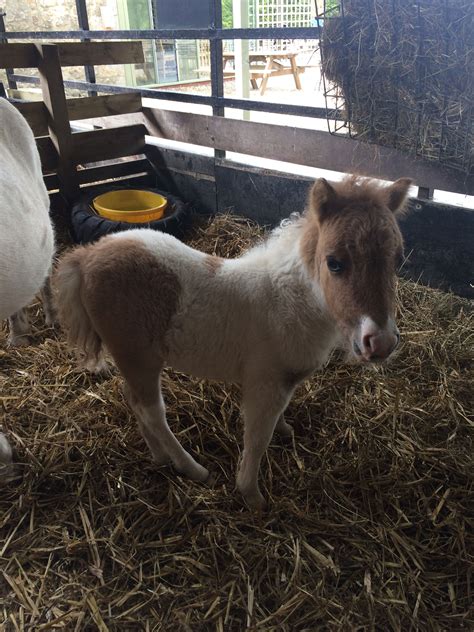 Miniature pony foal Miniature Ponies, Foals, Lamb, Pony, Miniatures ...