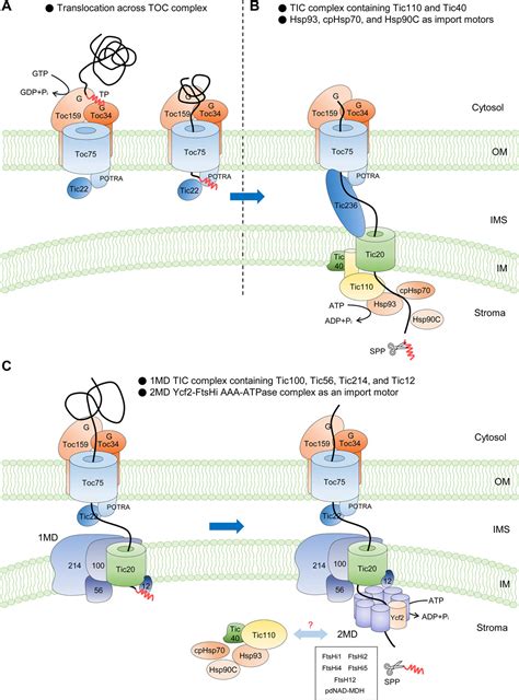 Understanding Protein Translocation Across Chloroplast Membranes