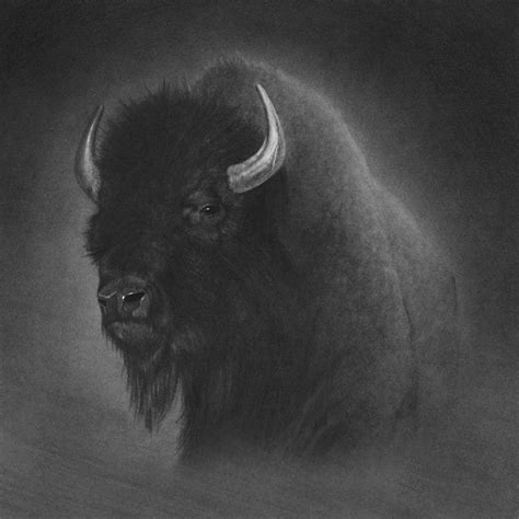 Buffalo By Tim Dangaran Cool Pencil Drawings Buffalo Art Pencil