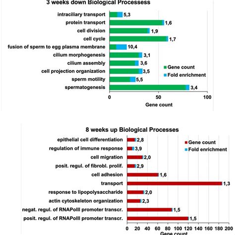 Top 10 And Top 11 Gene Ontology Enrichment Of Biological Processes Of Download Scientific