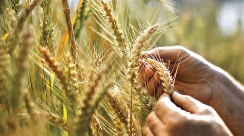 Rabi Output In Maharashtra Is Likely To Suffer