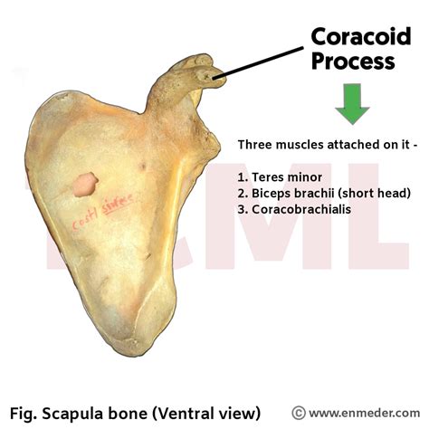 Coracoid process - TCML - The Charsi of Medical Literature