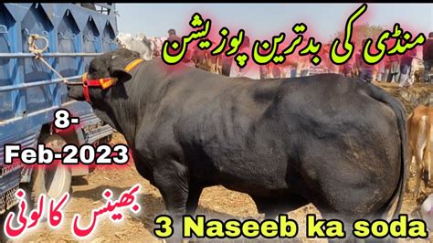 Bhains Colony Cow Mandi Rates Update 8 FEB 2023 Bhains Colony Mandi