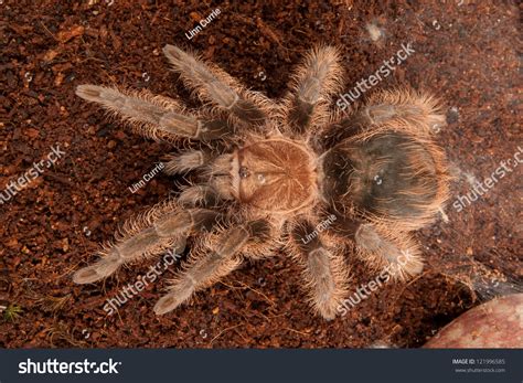 Honduran Curly Hair Tarantula Stock Photo 121996585 Shutterstock