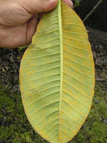 Garden Guy Hawaii Plumeria Rust Disease