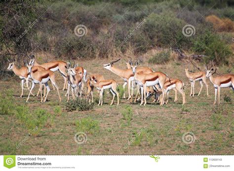 Springboks stock image. Image of antelope, herd, namibia - 112659143