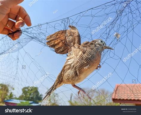 540 imagens de Bird snare Imagens, fotos stock e vetores | Shutterstock