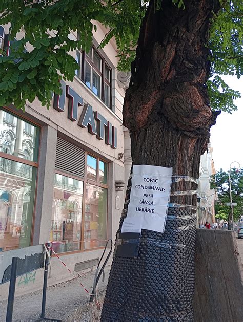 Se Las Cu Proteste N Cazul Arborilor De Pe Str Zile Universit Ii I