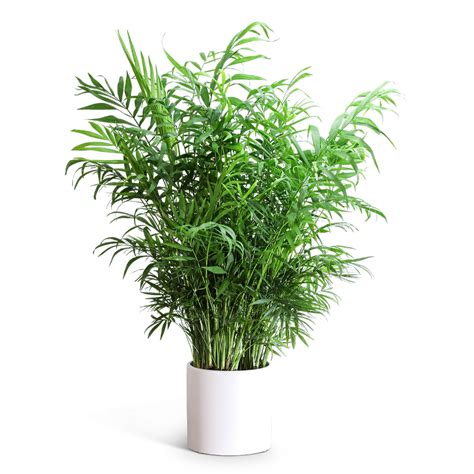 Areca Palm Plant Lamesa Florist | Stock and Petal | Stock and Petal Florist | Florist in Lamesa ...