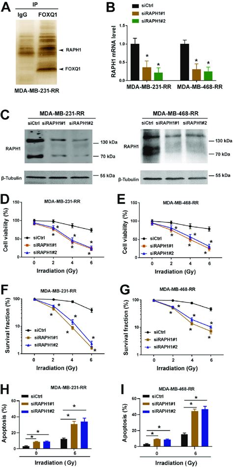 FOXQ1 Associates With RAPH1 In Radioresistant TNBC Cells A Silver