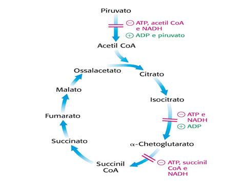 Reazione Della Piruvato Dh Tiammina Vitamina B Dimetil Ammino