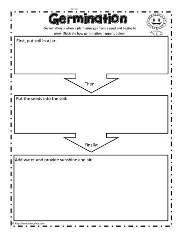 Seed Germination Worksheet