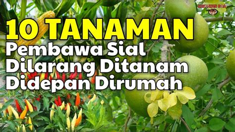 HATI HATI INILAH 10 TANAMAN YANG DILARANG DITANAM DIDEPAN RUMAH