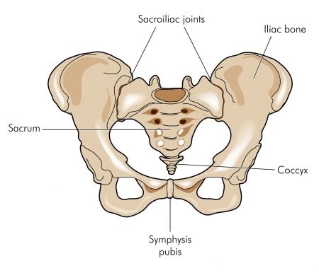 Facts about the sacroiliac joints and pelvis - Fox Physiotherapy