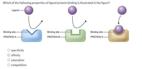 Solved Which Of The Following Properties Of Ligand Protein Chegg